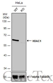 Anti-HDAC1 antibody used in Western Blot (WB). GTX100513