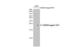 Anti-IGF1 antibody used in Western Blot (WB). GTX100521