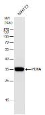 Anti-PCNA antibody used in Western Blot (WB). GTX100539