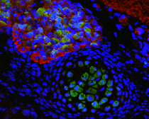 Anti-SOD1 antibody used in IHC (Paraffin sections) (IHC-P). GTX100554