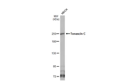 Anti-Tenascin C antibody [C3], C-term used in Western Blot (WB). GTX100558
