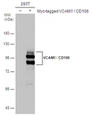 Anti-VCAM1 / CD106 antibody used in Western Blot (WB). GTX100562