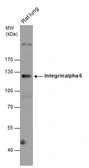 Anti-Integrin alpha 6 antibody [N3C2], Internal used in Western Blot (WB). GTX100565