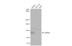Anti-CD133 antibody [C1C2], Internal used in Western Blot (WB). GTX100567