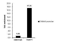 Anti-PARP antibody used in ChIP assay (ChIP assay). GTX100573