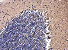 Anti-JIP1 antibody used in IHC (Paraffin sections) (IHC-P). GTX100604