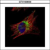 Anti-TID1 antibody used in Immunocytochemistry/ Immunofluorescence (ICC/IF). GTX100608