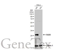 Anti-FADD antibody used in Western Blot (WB). GTX100612