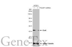 Anti-Oct4 antibody used in Western Blot (WB). GTX100622
