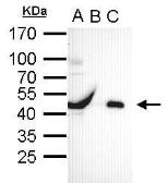 Anti-Oct4 antibody used in Immunoprecipitation (IP). GTX100622