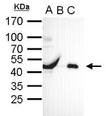 Anti-Oct4 antibody used in Immunoprecipitation (IP). GTX100622
