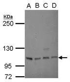 Anti-SP1 antibody [C1C2], Internal used in Western Blot (WB). GTX100671