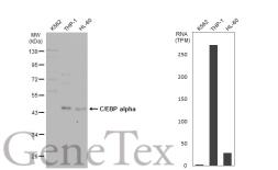 Anti-C/EBP alpha antibody [N1], N-term used in Western Blot (WB). GTX100674