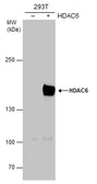 Anti-HDAC6 antibody [C3], C-term used in Western Blot (WB). GTX100677