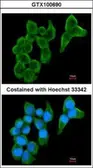 Anti-Cystatin S antibody [N1N3] used in Immunocytochemistry/ Immunofluorescence (ICC/IF). GTX100690