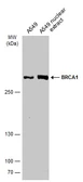 Anti-BRCA1 antibody [C3], C-term used in Western Blot (WB). GTX100720