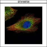 Anti-BRCA1 antibody [C3], C-term used in Immunocytochemistry/ Immunofluorescence (ICC/IF). GTX100720