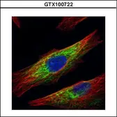 Anti-HDAC6 antibody [N1], N-term used in Immunocytochemistry/ Immunofluorescence (ICC/IF). GTX100722