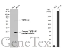Anti-TMPRSS2 antibody [N2C3] used in Western Blot (WB). GTX100743
