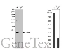 Anti-Rac1 antibody used in Western Blot (WB). GTX100761
