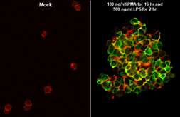 Anti-IL1 beta antibody used in Immunocytochemistry/ Immunofluorescence (ICC/IF). GTX100793