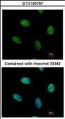 Anti-NUR77 antibody used in Immunocytochemistry/ Immunofluorescence (ICC/IF). GTX100797