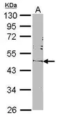 Anti-Oct4 antibody [N2C3] used in Western Blot (WB). GTX100855