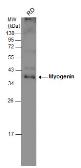 Anti-Myogenin antibody used in Western Blot (WB). GTX100887