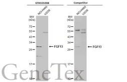 Anti-FGF13 antibody used in Western Blot (WB). GTX101008