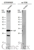 Anti-LIF antibody used in Western Blot (WB). GTX101021