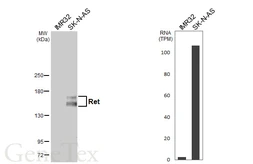 Anti-Ret antibody used in Western Blot (WB). GTX101059