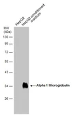 Anti-Alpha 1 Microglobulin antibody used in Western Blot (WB). GTX101068