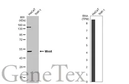 Anti-Wnt4 antibody used in Western Blot (WB). GTX101085