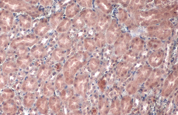 Anti-Von Hippel Lindau antibody used in IHC (Paraffin sections) (IHC-P). GTX101087