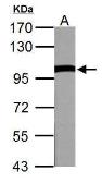 Anti-VCP antibody used in Western Blot (WB). GTX101089