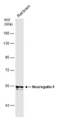 Anti-Neuregulin-1 antibody used in Western Blot (WB). GTX101117