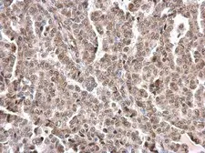Anti-Lamin A + C antibody used in IHC (Paraffin sections) (IHC-P). GTX101126