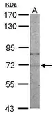 Anti-NARS antibody used in Western Blot (WB). GTX101157