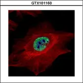 Anti-MLH1 antibody used in Immunocytochemistry/ Immunofluorescence (ICC/IF). GTX101160