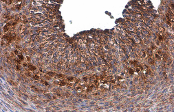 Anti-Galactosylceramidase antibody [N3C3] used in IHC (Paraffin sections) (IHC-P). GTX101197