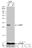 Anti-COMT antibody used in Western Blot (WB). GTX101233