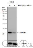 Anti-HMGB1 antibody used in Western Blot (WB). GTX101277