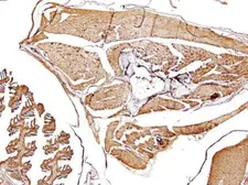 Anti-beta Tubulin antibody used in IHC (Paraffin sections) (IHC-P). GTX101279