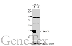 Anti-MASPIN antibody [N3C3] used in Western Blot (WB). GTX101292