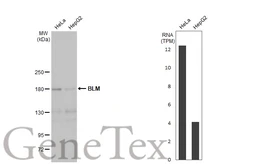 Anti-BLM antibody [C3], C-term used in Western Blot (WB). GTX101303