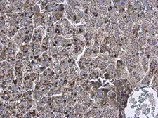 Anti-Apolipoprotein D antibody used in IHC (Paraffin sections) (IHC-P). GTX101306