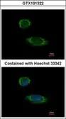 Anti-Caspase 1 antibody [N1N3] used in Immunocytochemistry/ Immunofluorescence (ICC/IF). GTX101322