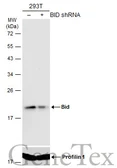 Anti-Bid antibody [N1C3] used in Western Blot (WB). GTX101323