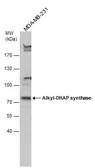 Anti-Alkyl-DHAP synthase antibody used in Western Blot (WB). GTX101396