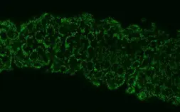 Anti-ALDH2 antibody used in IHC (Whole mount) (IHC-Wm). GTX101429